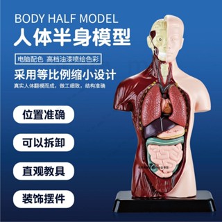 🔥免運🔥臺灣24H📣可拆卸醫學解剖教學精確人體器官內臟模型消化系統益智科普玩具
