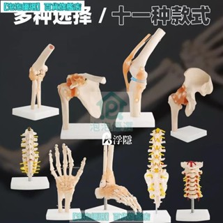 熱賣 人體膝關節功能模型肩關節肘關節手關節腳關節髖關節可動骨骼模型 人體模型 器官模型 詳細 標註 教學模具