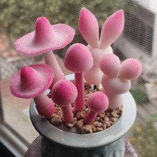 🌺花財花 🌺矮化日式盆栽最新 進口 爆款 多肉碧光環 可愛七彩小兔子蘑菇種子 凈化空氣 防輻射 辦公室桌面錄植 居家