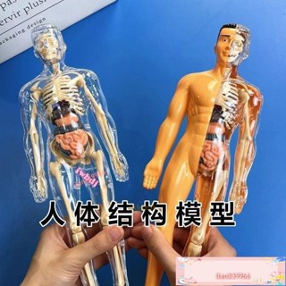免運🚛人體器官玩具人體骨架模型模擬拚裝軀幹結構內臟科敎類玩具 人體器官模型人體拼裝模型 人體器官模型 人體模擬模型