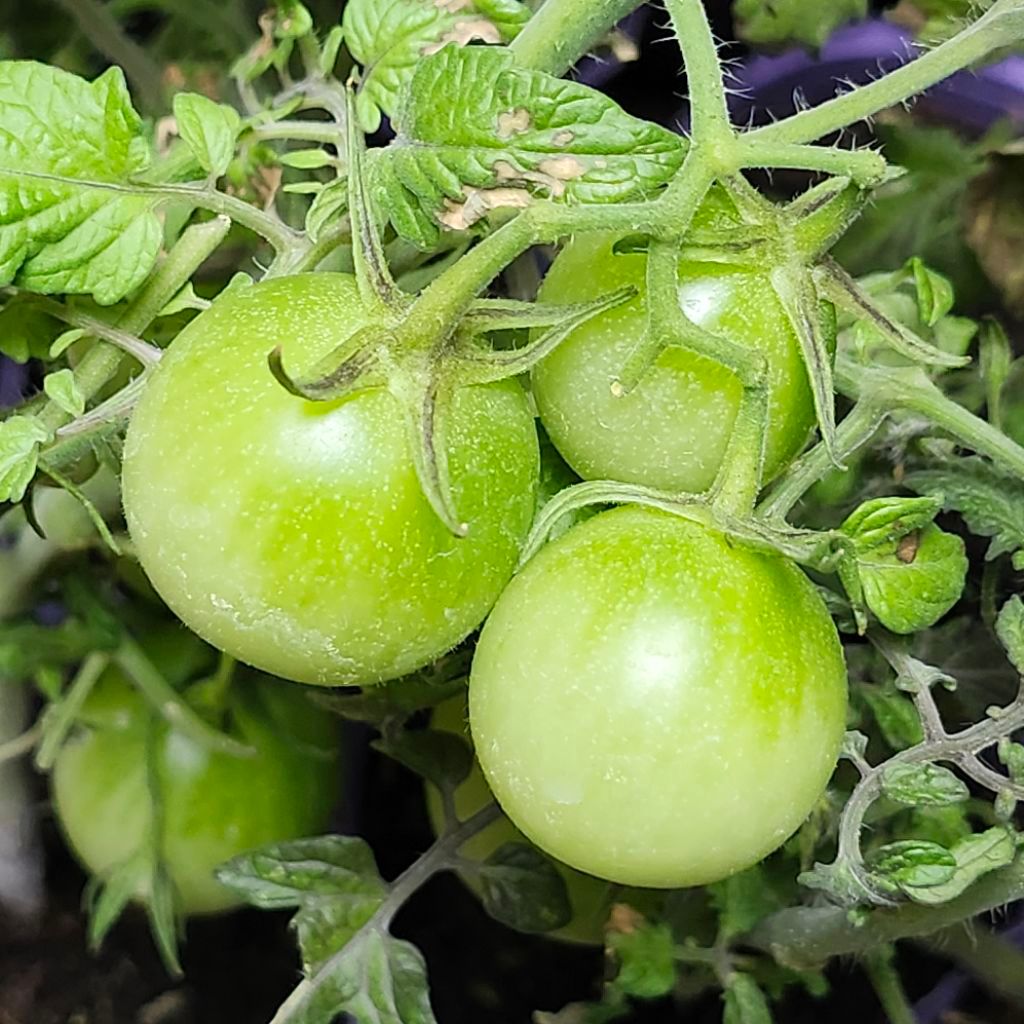 Tomato墨西哥沙沙醬專用蕃茄／賣帶果實盆栽