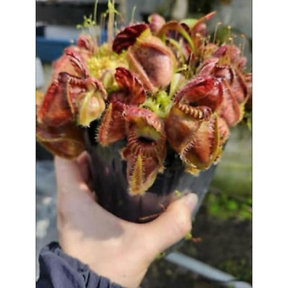 悍馬巨人土瓶草 C. follicularis 'Hummer's Giant'