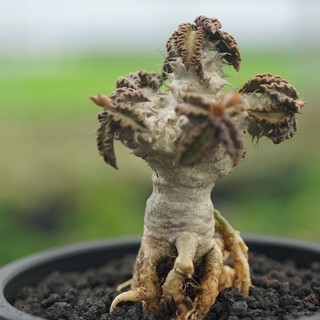 圖拉大戢實生 一物一拍 大戢科 多肉 陽光美錦DAYLIGHT PLANTS