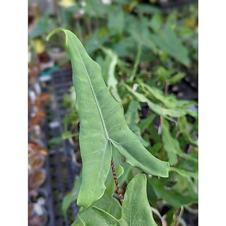開心農元-觀葉植物- 虎斑觀音蓮 老虎觀音蓮 Alocasia tigrina superba 熱門 網紅 文青必備