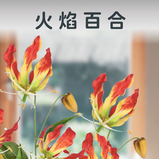 ✧植得栽✦【火焰百合塊莖】火焰百合 百合種球 紅花 Gloriosa superba 塊莖 種子 嘉蘭 爬百合 百合科