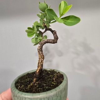 南嶺蕘花 地根綿 豆盆盆栽 小精品盆栽 會開花結果盆栽