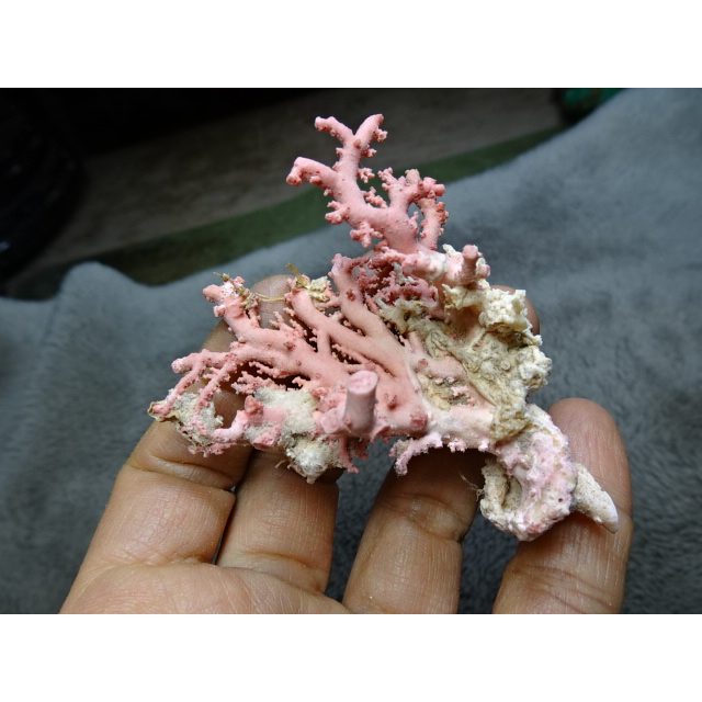 J6529  血赤珊瑚 赤珊瑚 紅珊瑚 天然珊瑚 土佐さ指輪????