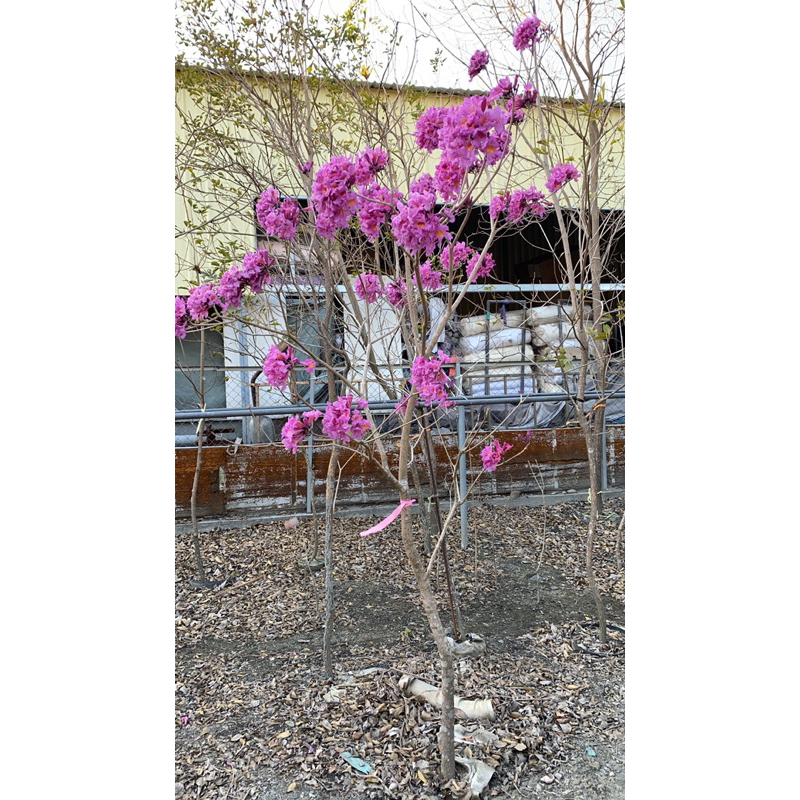 【田尾林阿伯園藝】3米高洋紅風鈴木 目前花苞已謝（美植袋出貨）
