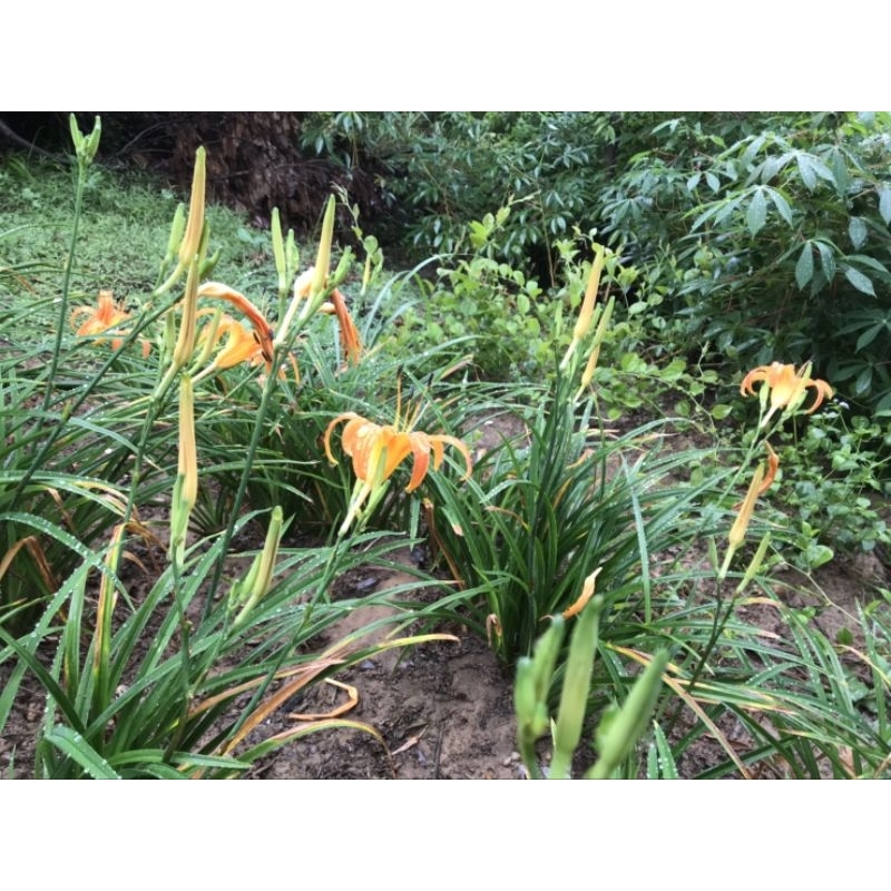 ［實藏園］金針花苗（ 裸根苗 ）