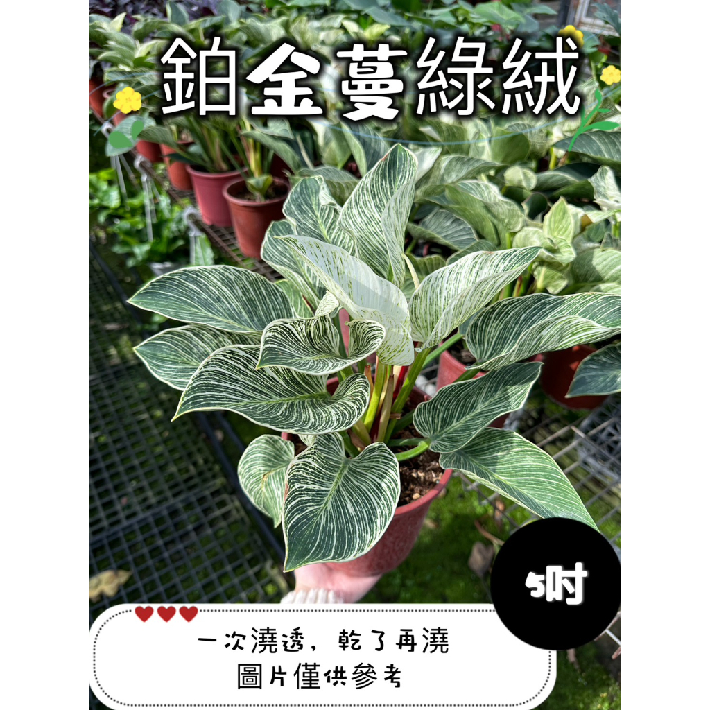 🪴【植入你心❦】柏金蔓綠絨-目前葉片不白-觀葉植物-5吋盆-定價350特價310