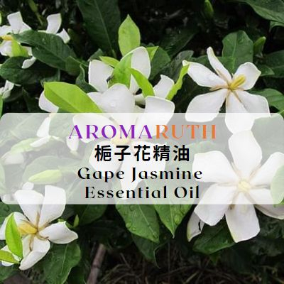 AROMARUTH梔子花精油Gape Jasmine Oil