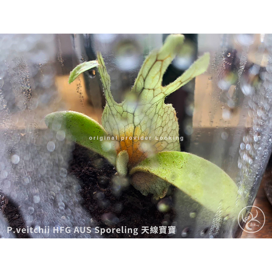 稀有尖端澳銀鹿角蕨孢子苗 上板植物 (非組培) P.veitchii HFG AUS sporeling