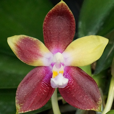 Phal tying shin jaguar