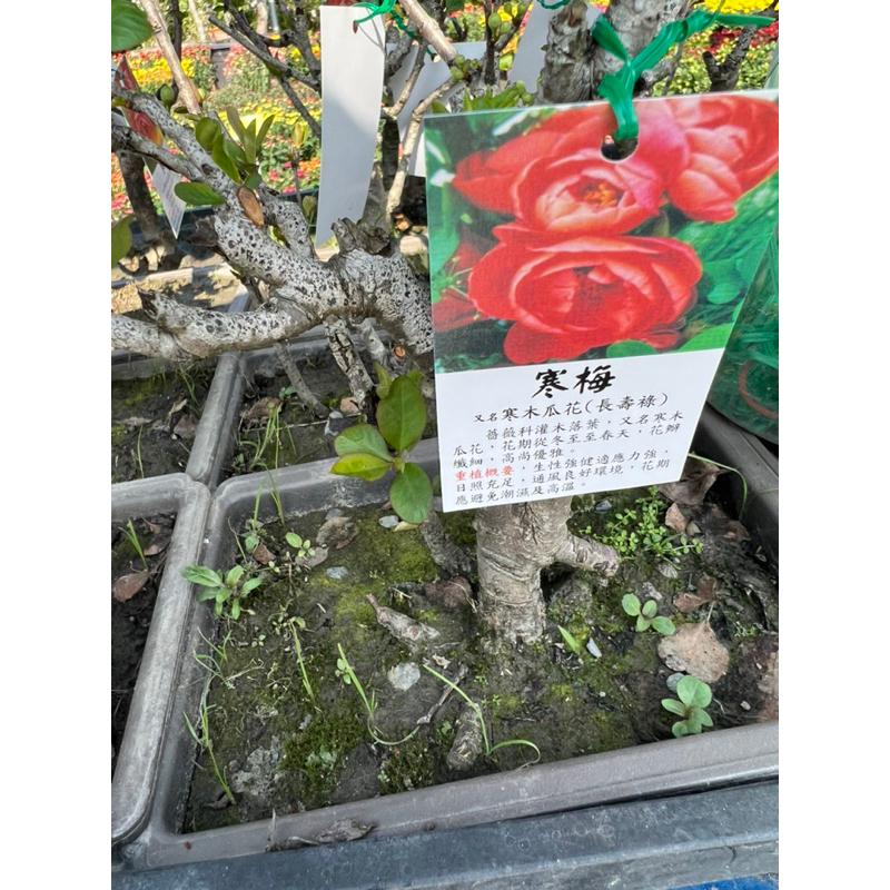 又名寒木瓜花 優惠推薦 23年2月 蝦皮購物台灣