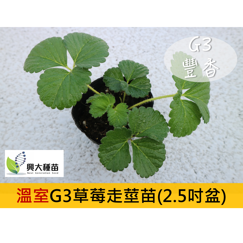 (秋冬限量供應) 豐香草莓苗(G3走莖苗)(2.5吋盆)