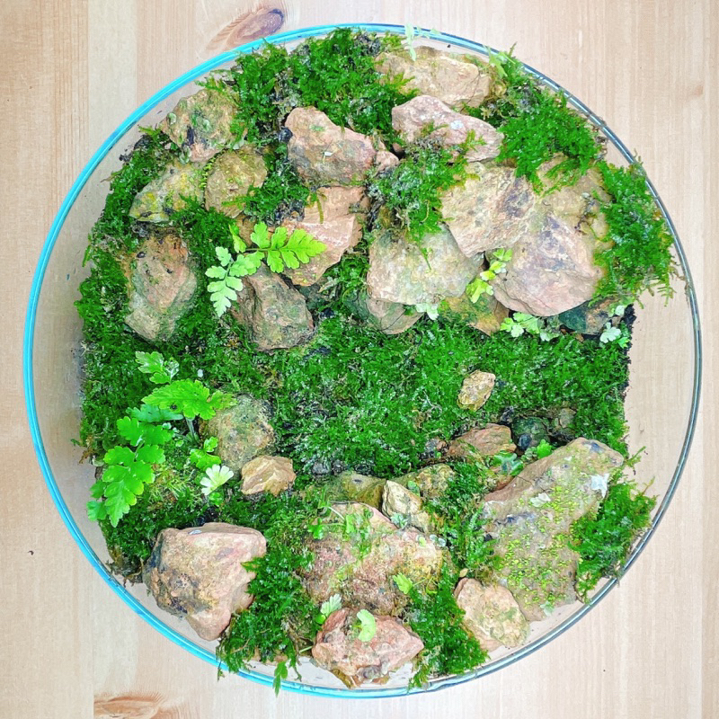 ＂古月＂苔蘚微型生態缸