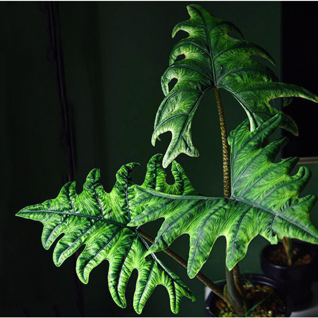 🌿傑克林觀音蓮-Alocasia jacklin🌿  觀葉植物 天南星科 雨林植物 室內植栽 新手盆栽 送禮