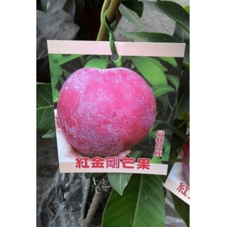 **小農之家**優質種苗「紅金剛芒果(紅竹芒果）」 嫁接苗 高約50-60cm