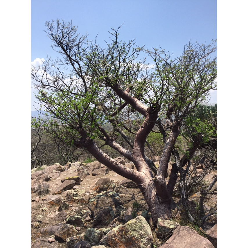 【大利叔叔】 羽葉裂橄 稀有裂橄 Bursera galeottiana 種子 裂橄屬 夏型塊根 多肉植物