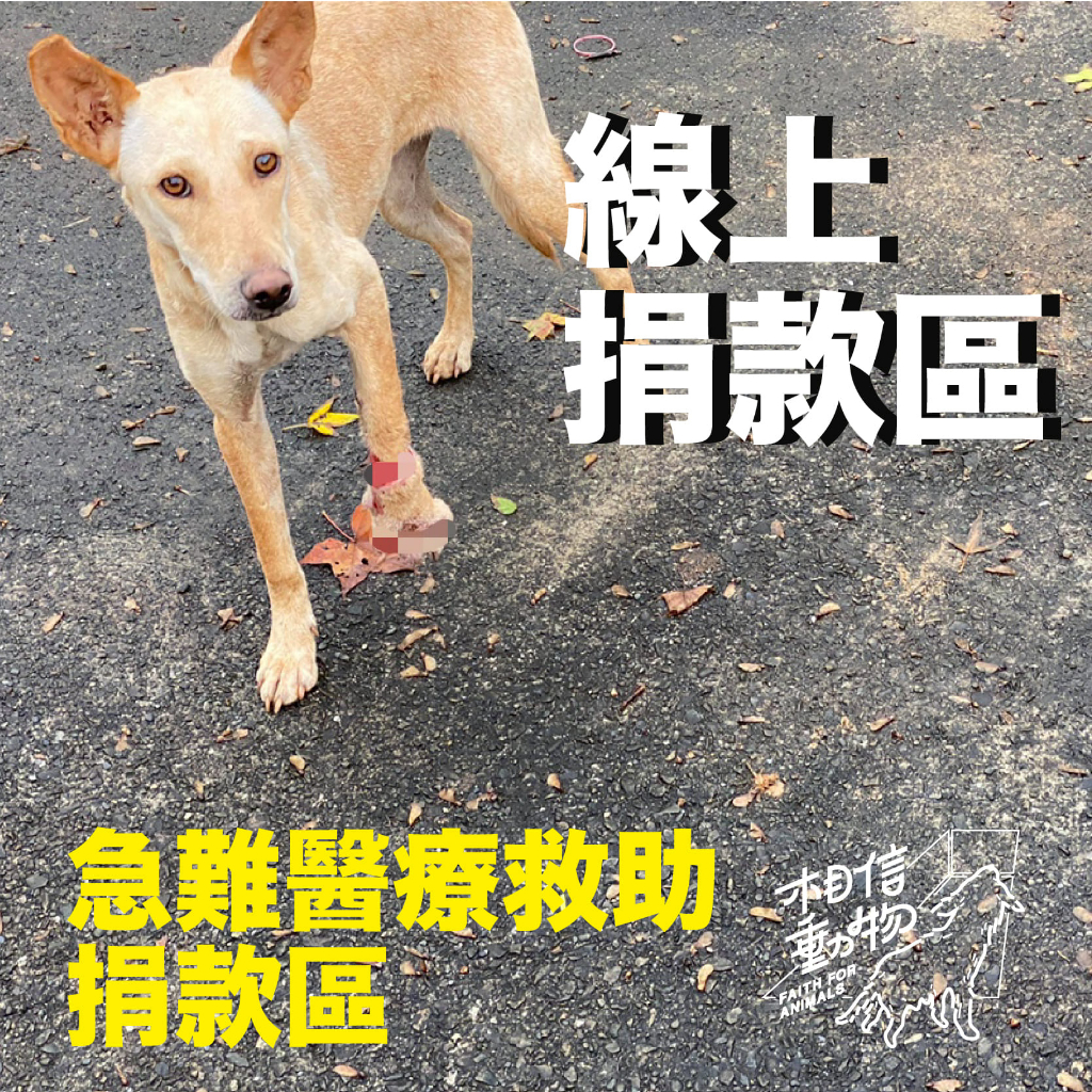 愛心捐款｜急難醫療救助 #社團法人台灣懷生相信動物協會