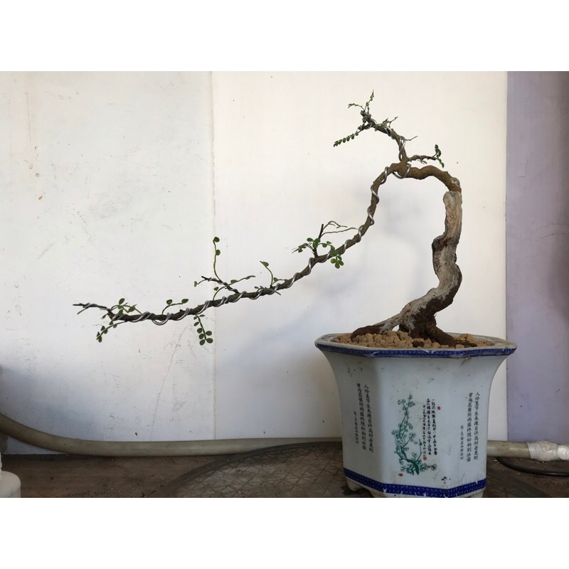 胡椒樹-懸崖樹型-有自然的舍利幹