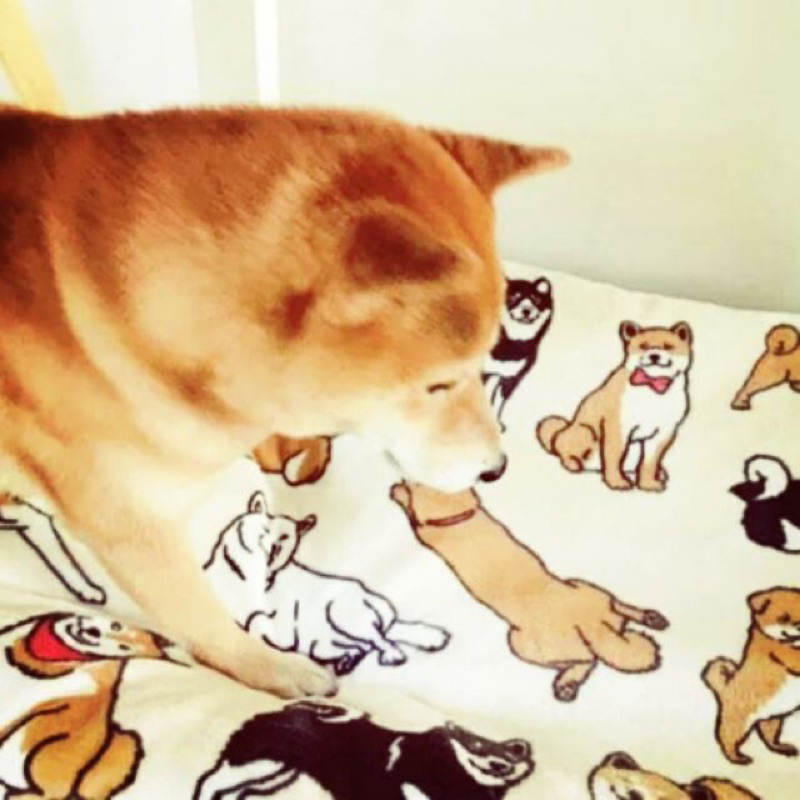 【汪汪躲貓貓】寵物用品 寶寶毯 毛毯 寵物毛毯 寵物保暖 寵物毯 寵物毯子 寵物被子 寵物被 寵物棉被 柴犬毛毯 小毛毯