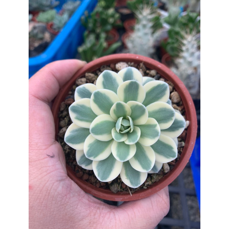 藍鯨園藝 多肉植物 富士 3寸 穩根 景天科 蝦皮購物
