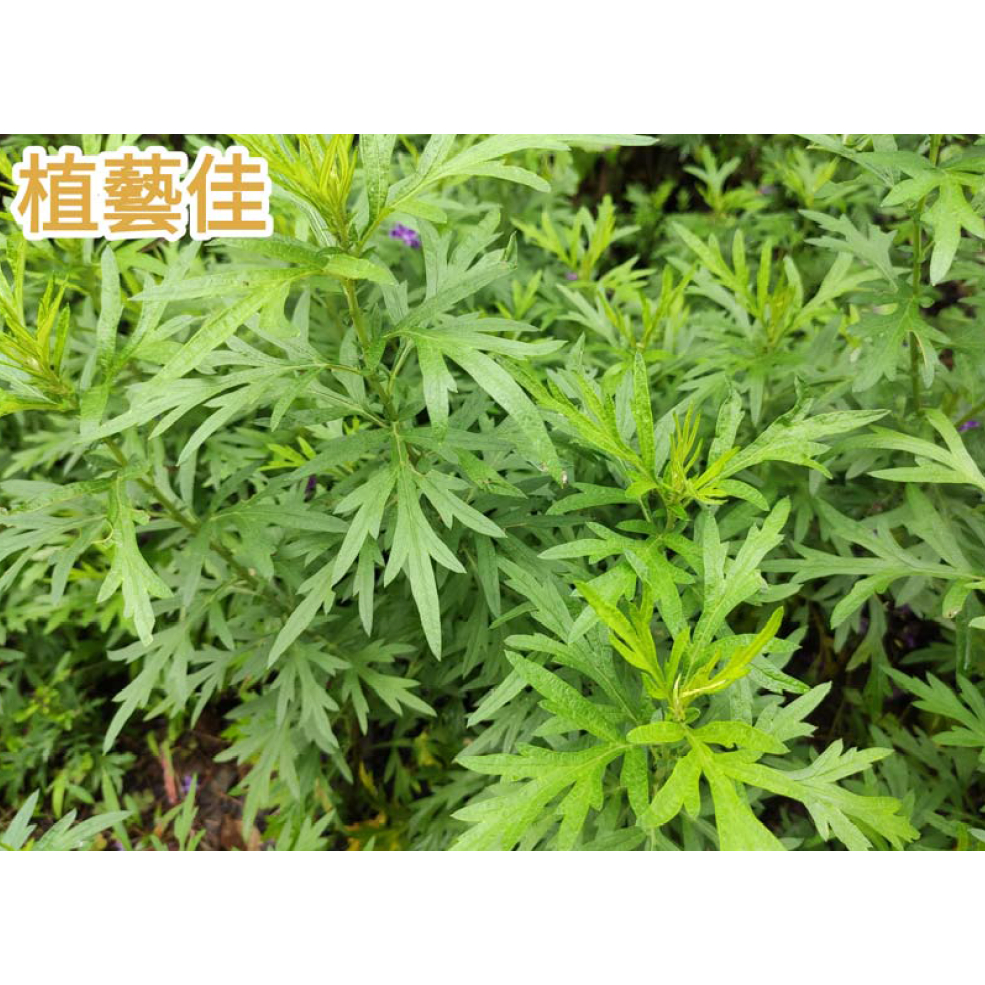 艾草 艾蒿 新鮮枝條 500克 當天現採出貨 [植藝佳]