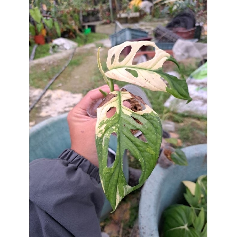 Monstera adansonii variegated 白迷彩洞洞 窗孔龜背芋 白斑洞洞  觀葉植物 雨林植物