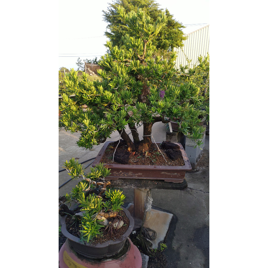 [藤森丸の柑仔店] 大型羅漢松盆栽 (擺設裝飾、園藝、樹形、創作)