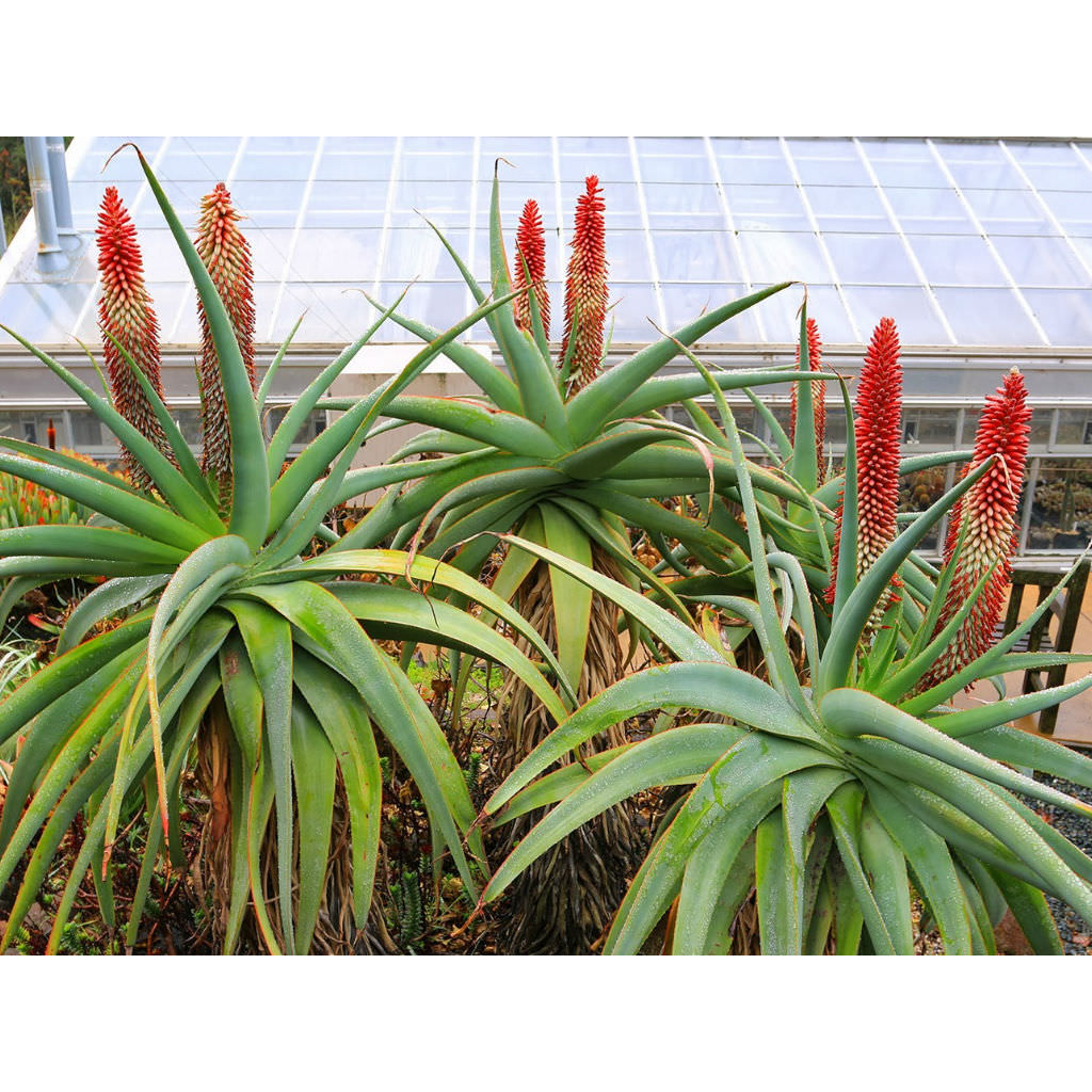Aloe speciosa 蘆薈種子