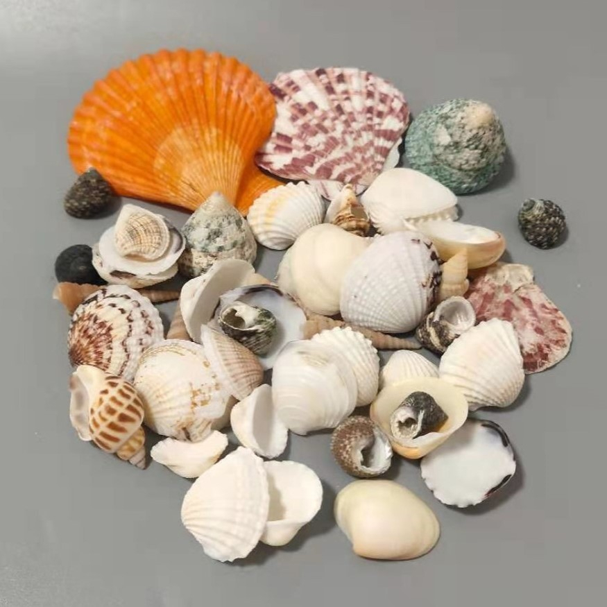 【 ☘️多款 迷你貝殼】珊瑚 貝類 海洋 水族 沙灘 天然迷你貝殼 多肉植物 花盆 盆栽 微景觀 擺飾 園藝 裝飾