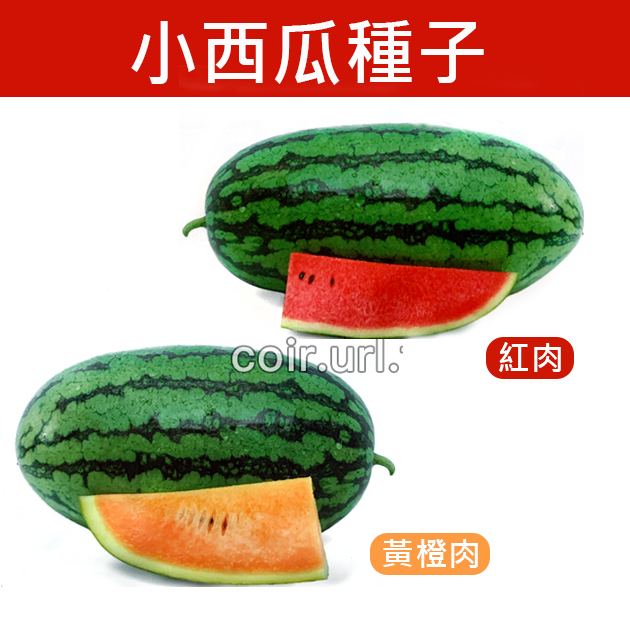 【全館590免運】小西瓜-紅肉種子 黃橙肉種子  Watermelon 西瓜種子 小西瓜 瓜果 水果  蔬果 童話園藝