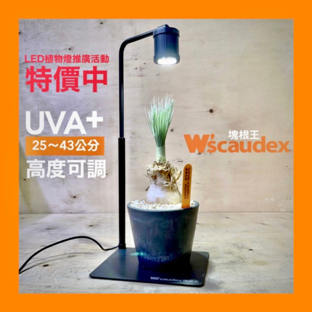 塊根王 桌上型 高效 LED/ UVA 植物燈