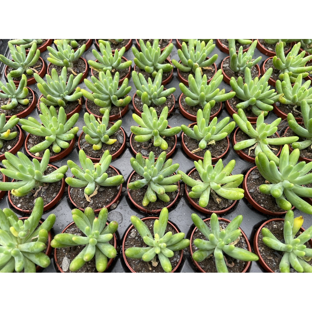 1吋迷你盆 八千代 多肉植物 仙人掌 蝦皮購物