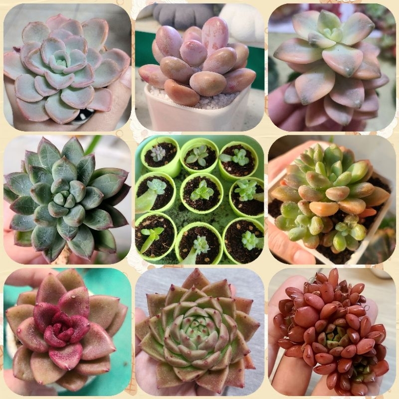 隨機多肉植物的側芽 葉孵夢露玉露海豹香檳杏美人韓國多肉景天多肉桃蛋石頭玉千代田紅寶石麥桿烏木 蝦皮購物