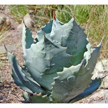 【大利叔叔】龍舌蘭 武藏坊 Agave colorata 種子 夏型種  塊根 多肉植物