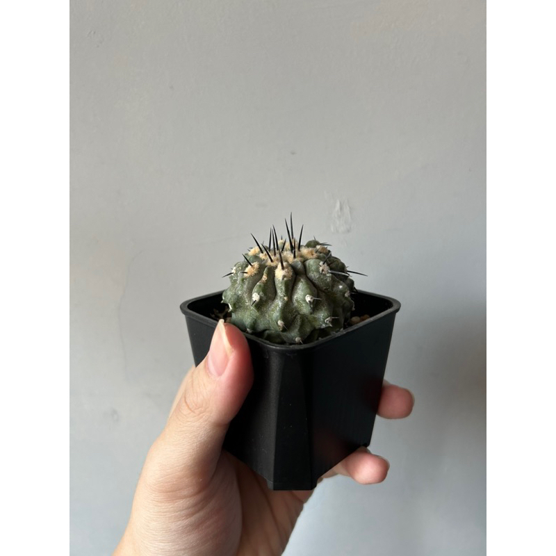 黑王丸 copiapoa cinerea 有蠟 穩根 有些刺剛冒出來 含盆寄出