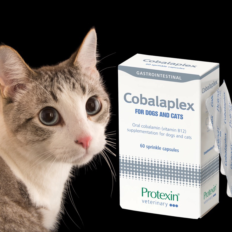 現貨可刷卡！Protexin Cobalaplex 可萊適 維生素B12 葉酸 益生素 寵特寶