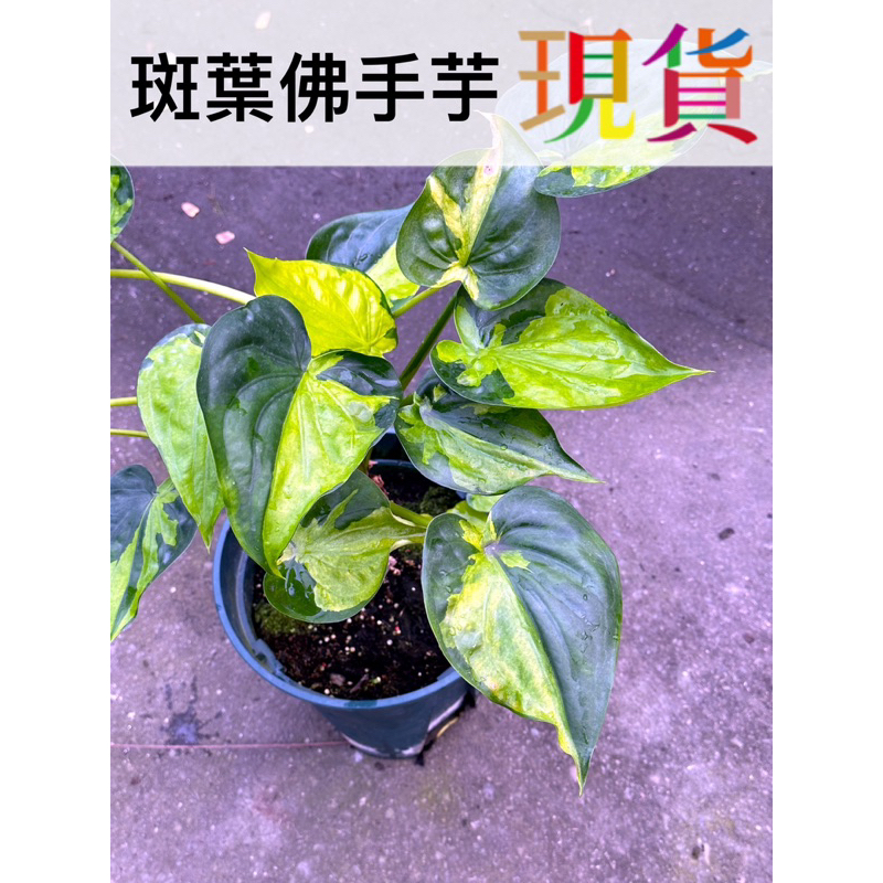 斑葉 佛手芋 Alocasia cucullata variegated 觀葉 芋﹝CarnivoRUs 珍奇植物﹞