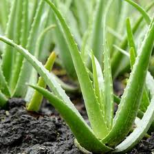 花蓮無農藥有機肥料栽培優質蘆薈10-20公分裸根種苗