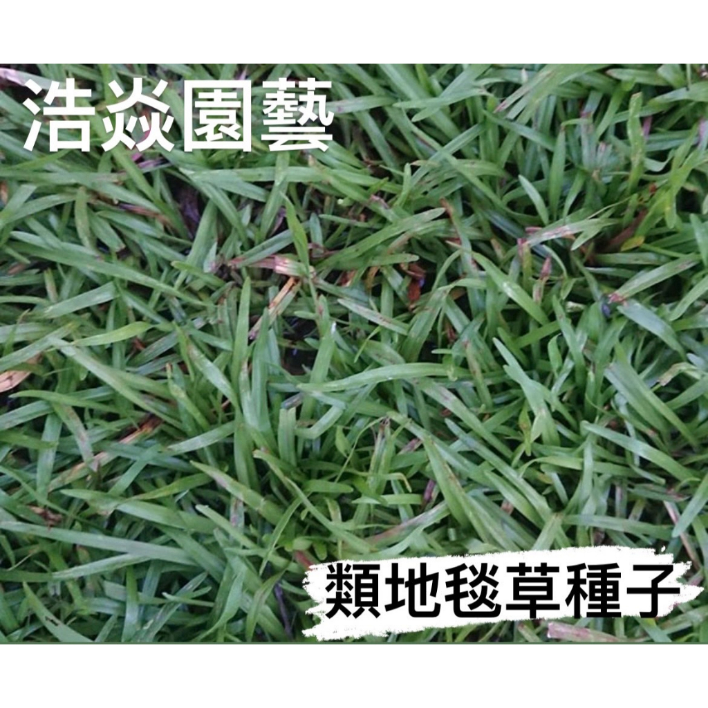 【浩焱園藝】類地毯草種子  一公斤裝