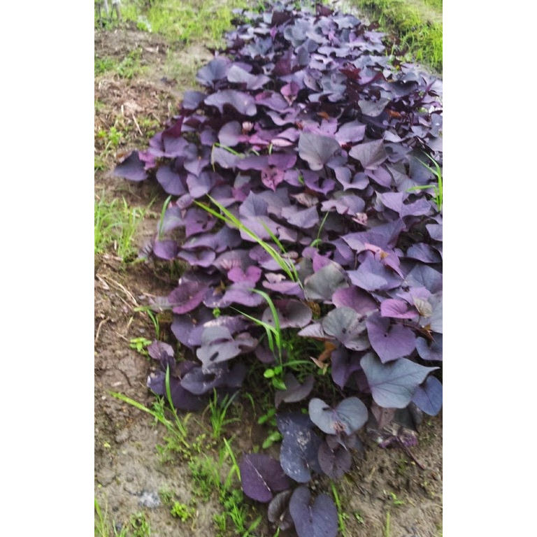 花蓮無農藥有機肥料栽培優質心型紫色葉地瓜10-20公分裸根種苗