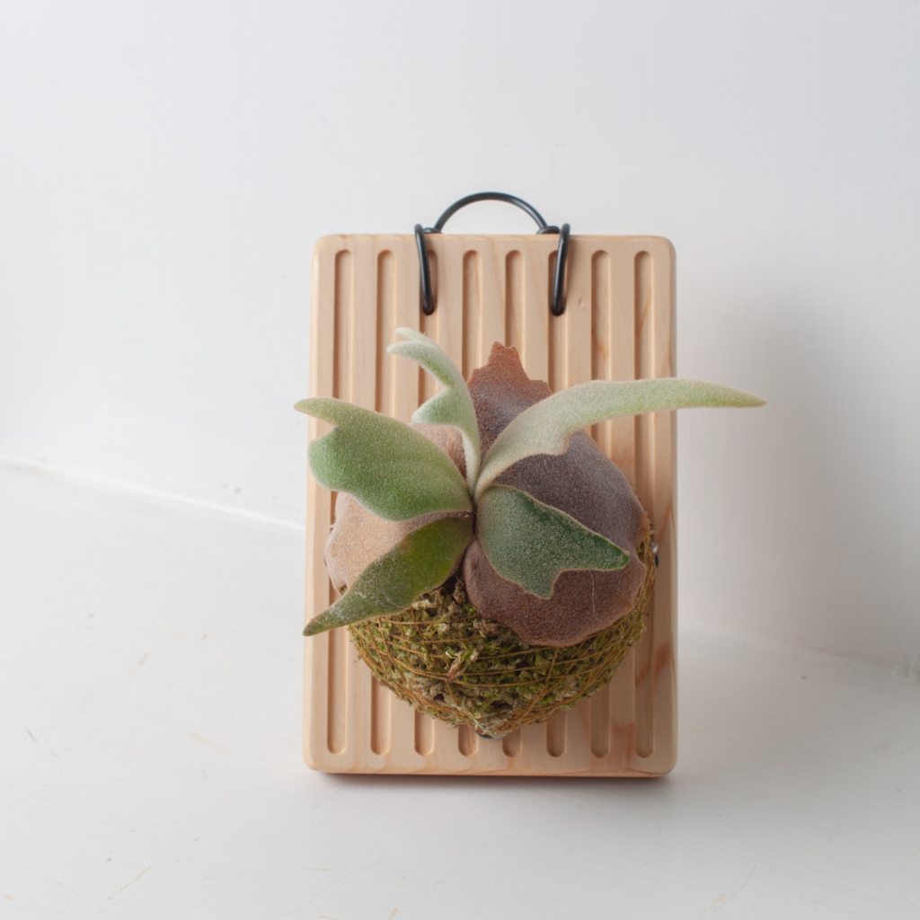 KeePlanting 日本檜木 WoodBoard Mini 鹿角蕨 板材 上板 蘭花