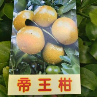 **小農之家** 優質種苗「帝王柑 」皮薄「不酸」多汁易剝 豐產 嫁接苗 高約50-60cm