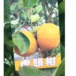***小農之家**優質種苗 「虎頭柑」比拳頭還大的橘子 嫁接苗 高約50-60cm