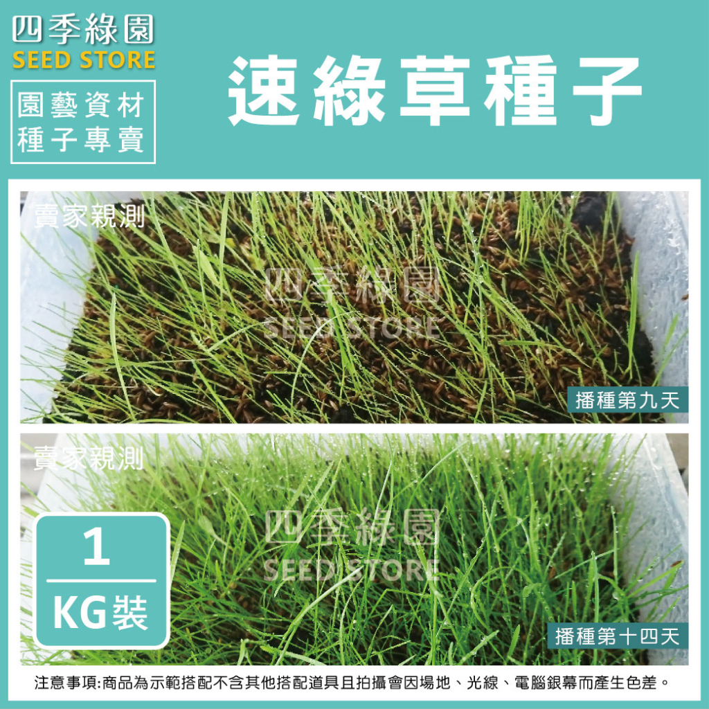 速綠草種子1kg(超強配方) 為5種速生草種混合 可快速建立草坪與綠化 全年可種植~草皮種子【四季綠園】