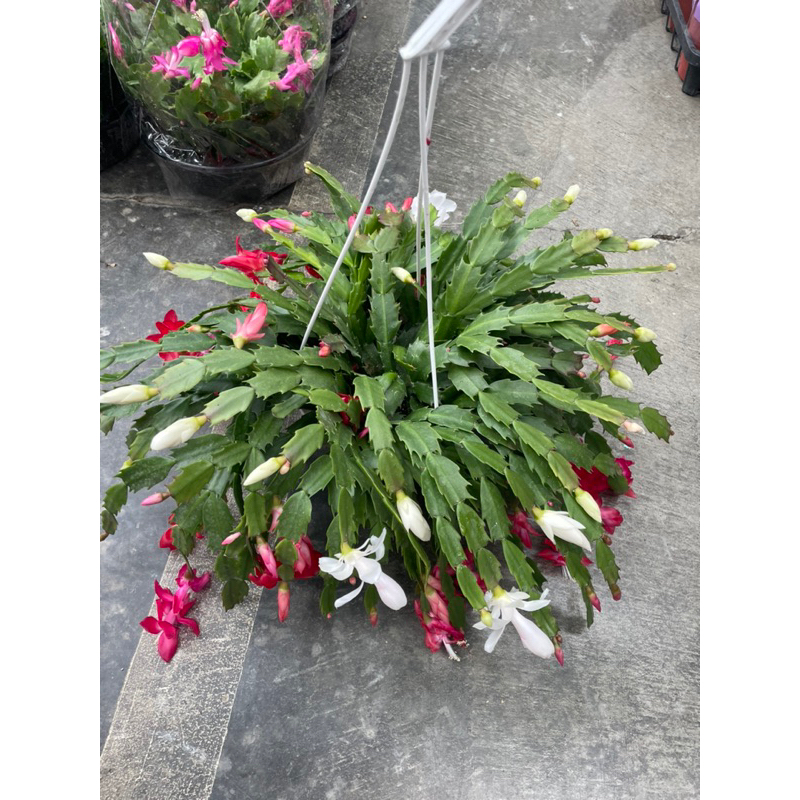 霏霏園藝雙色螃蟹蘭 葫蘆6吋吊飾一棵特價450元原價600元 顏色不一定沒開花不知道顏色謝謝