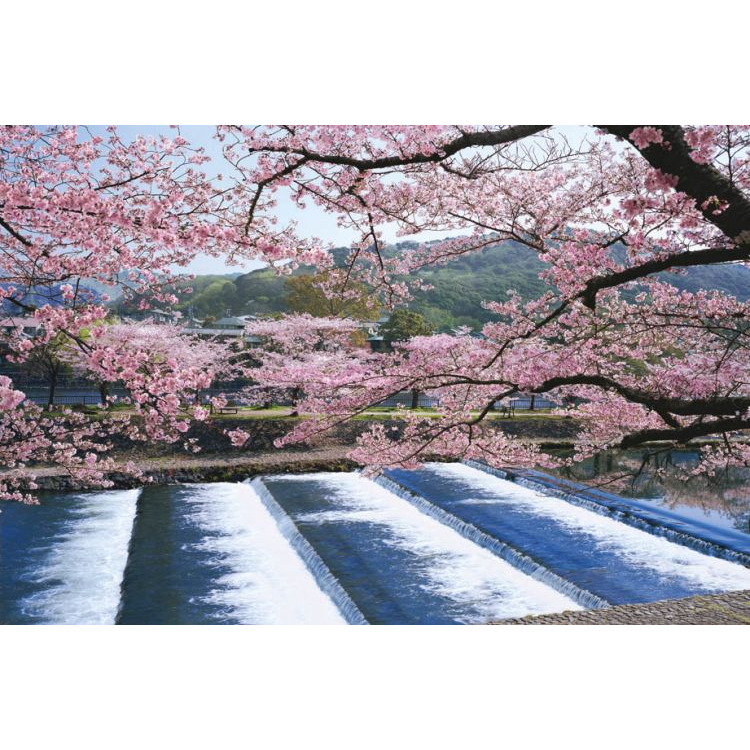 10-740 絕版1000片日本正版拼圖 風景 京都 櫻花樹下的宇治川河流