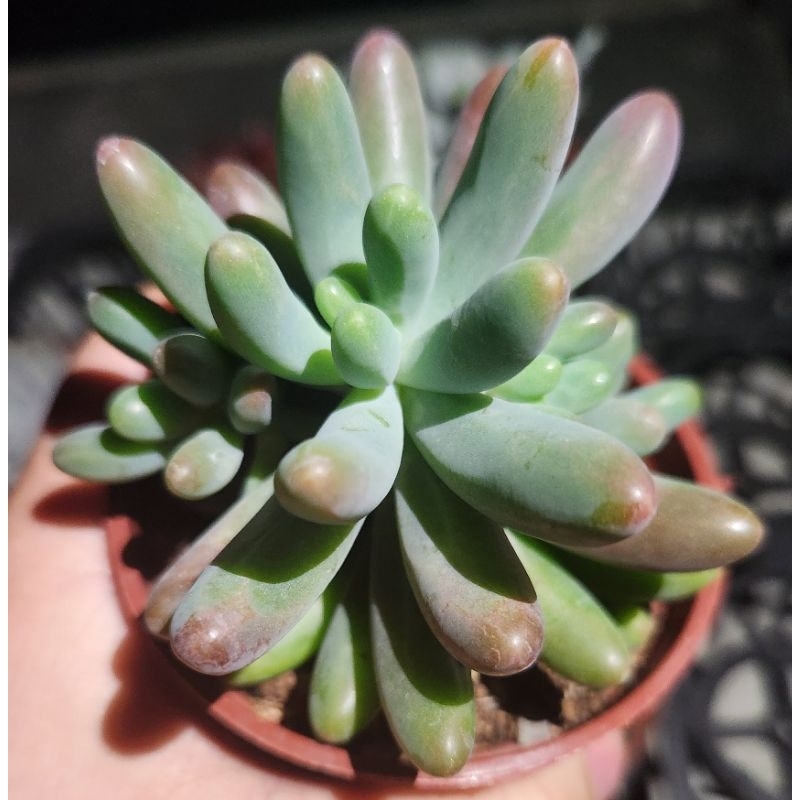 熊童子老欉的價格推薦 23年1月 比價比個夠biggo